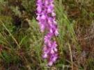 Orchis mascula ssp. mascula